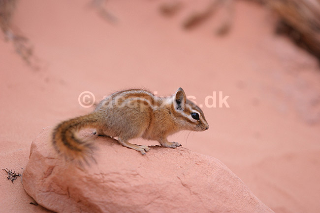 Jordegern. Least chipmunk; Tamias minimus, Eutamias minimus; Arches National Park / Utah; USA; Nord Amerika; pattedyr; Egern, Sciuridae, Gnavere, Rodentia