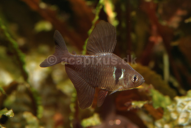 Phantomtetra. Sort fantomtetra, han; Megalamphodus megalopterus; ; ; ; fisk; akvarier, akvariefisk, Karpelaks, Characidae