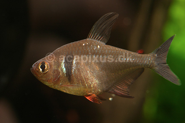 Phantomtetra. Sort fantomtetra, hun; Megalamphodus megalopterus; ; ; ; fisk; akvarier, akvariefisk, Karpelaks, Characidae