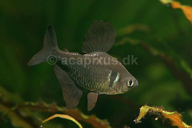 Phantomtetra. Sort fantomtetra, han; Megalamphodus megalopterus; ; ; ; fisk; akvarier, akvariefisk, Karpelaks, Characidae