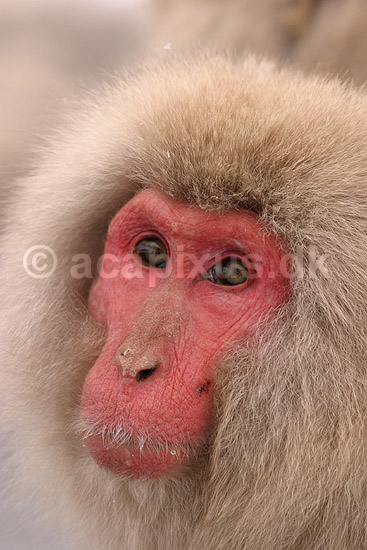 Makak. Japansk makak abe der varmer sig i Kanbayashi Spa onsen i Jigokudani Yaen-Koen; Macaca fuscata; Jigokidani Yaen-Koen / Yudanaka; Japan; Asien; pattedyr; Marekatte, Cercopithecidae, Primater, Primata, dyre adf�rd, badning, varme bade, renlighed, aber