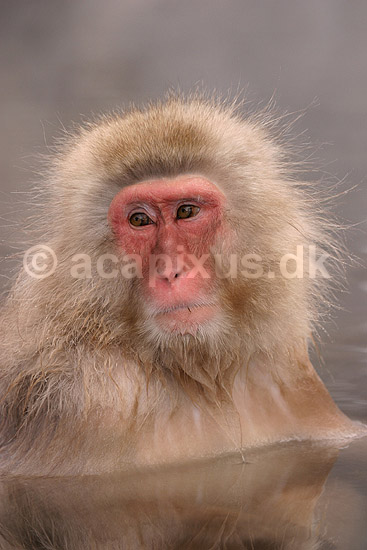 Makaker. Japansk makak abe der varmer sig i Kanbayashi Spa onsen i Jigokudani Yaen-Koen; Macaca fuscata; Jigokidani Yaen-Koen / Yudanaka; Japan; Asien; pattedyr; Marekatte, Cercopithecidae, Primater, Primata, dyre adf�rd, badning, varme bade, renlighed, aber