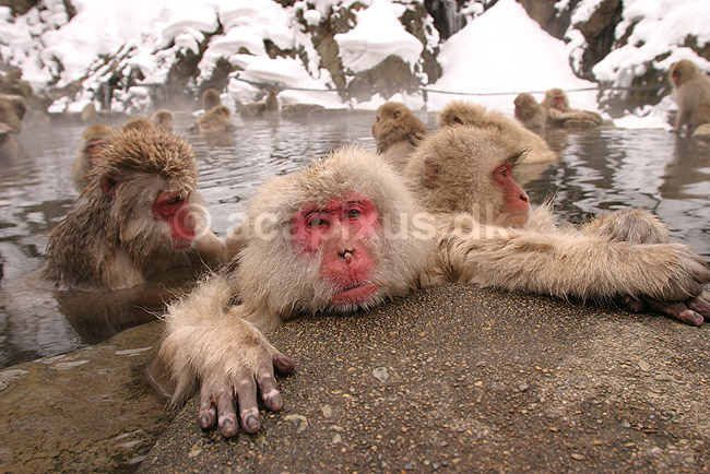 Makaker. Japanske makak aber der pusler hinandens pels i det lune vand i Kanbayashi Spa onsen i Jigokudani Yaen-Koen; Macaca fuscata; Jigokidani Yaen-Koen / Yudanaka; Japan; Asien; pattedyr; Marekatte, Cercopithecidae, Primater, Primata, dyre adf�rd, badning, varme bade, renlighed, aber