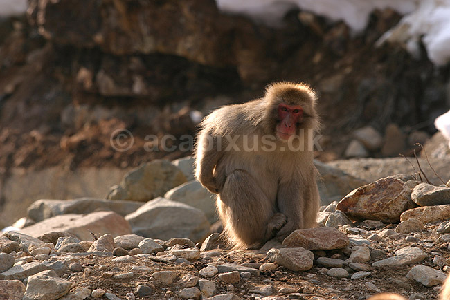 Makaker. Japansk makak abe ved Kanbayashi Spa onsen i Jigokudani Yaen-Koen; Macaca fuscata; Jigokidani Yaen-Koen / Yudanaka; Japan; Asien; pattedyr; Marekatte, Cercopithecidae, Primater, Primata, dyre adf�rd, badning, varme bade, renlighed, aber