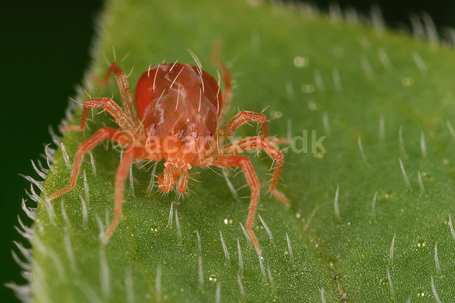 Jordmide. R�d jordmide p� blad; Evt Trombidium holosericeum; ; ; ; spindlere; Mider, Acarina, Arachnida, jordmider, Trombiidae