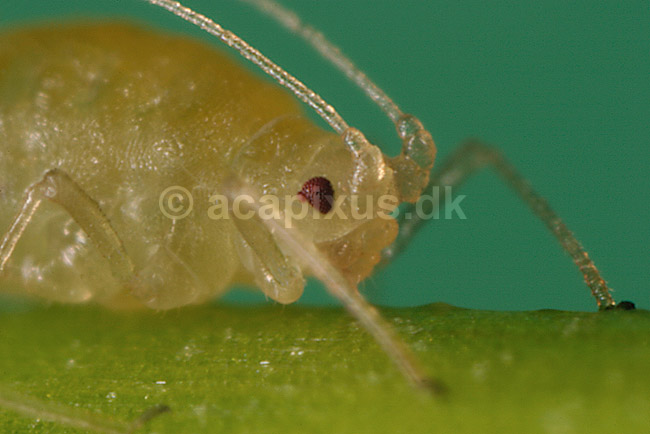 Ferskenbladlus; Myzus persicae; ; ; ; insekter; Aphidoidea, skadedyr, Homoptera