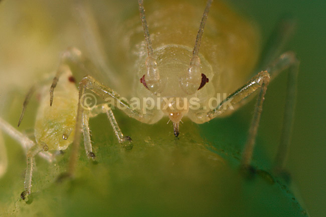 Ferskenbladlus; Myzus persicae; ; ; ; insekter; Aphidoidea, skadedyr, Homoptera