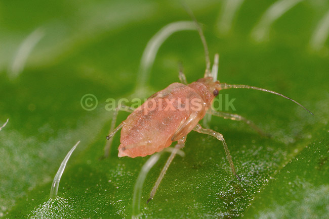 Rosenbladlus. Stor rosenbladlus; Macrosiphum rosae; ; ; ; insekter; Aphidoidea, skadedyr, Homoptera