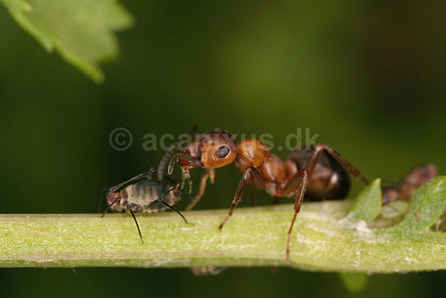 R�d Skovmyrer. R�d skovmyrer passer koloni af bladlus; Formica rufa; ; ; ; insekter; Aphidoidea, skadedyr, Homoptera, Formicidae, myrer, commensalisme, �revingede,  Hymenoptera, honningdug, symbiose