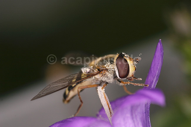 Svirreflue. Svirreflue p� blomst; Scaeva spec.; ; ; ; insekter; Svirrefluer, sv�vefluer, Syrphidae, Tovinger, Diptera, Fluer