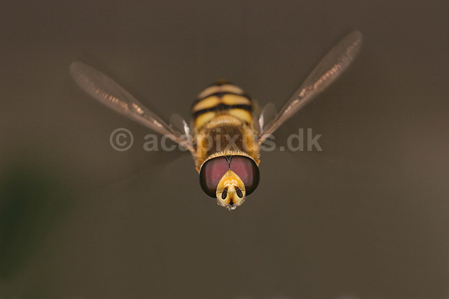 Svirreflue. Flyvende svirreflue; Scaeva spec.; ; ; ; insekter; Svirrefluer, sv�vefluer, Syrphidae, Tovinger, Diptera, flyvning, vinger, vingeslag, Fluer