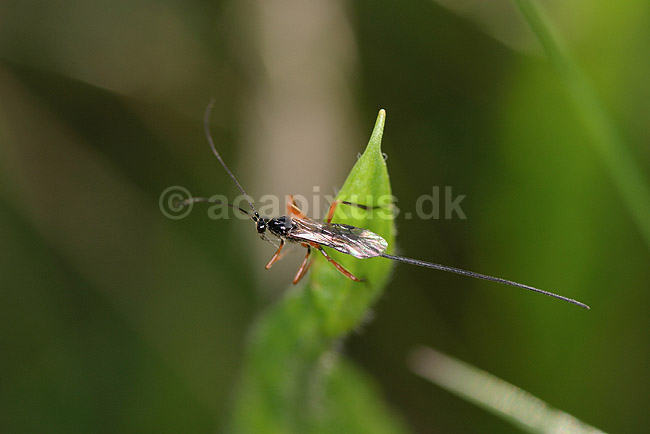 Snyltehveps. Snyltehveps p� jagt efter bytter; Lissonota spec.; F�rup; ; ; insekter; Snyltehvepse, Ichneomonidae, �revingede, Hymenoptera