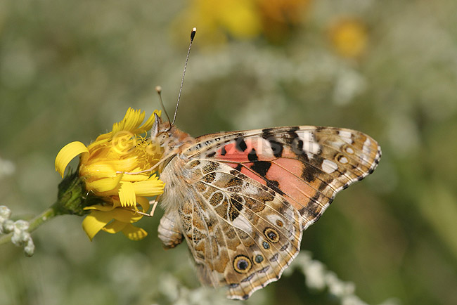 Tidselsommerfugl. Tidselsommerfugl s�ger nektar p� blomst; Cynthia cardui; F�rup; ; ; insekter; Sommerfugle, Lepidoptera, Takvinge-familien, takvinger, Nymphalidae