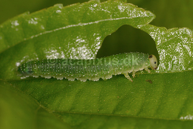Sommerfuglelarve. Sommerfuglelarve der �der af blad; ; Tisvilde; ; ; insekter; Sommerfugle, Lepidoptera, Metaphogenese, forvandling, larver