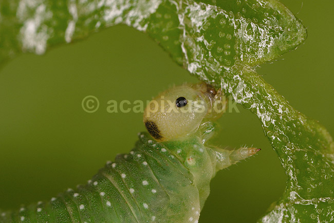 Sommerfuglelarve. Sommerfuglelarve der �der af blad; ; Tisvilde; ; ; insekter; Sommerfugle, Lepidoptera, Metaphogenese, forvandling, larver