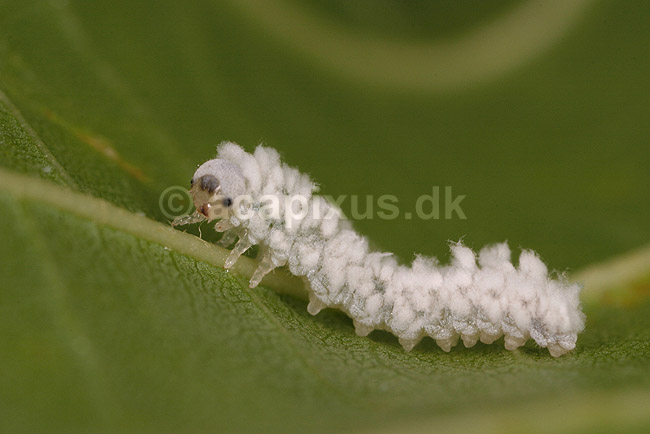 Sommerfuglelarve. Sommerfuglelarve p� blad; ; Tisvilde; ; ; insekter; Sommerfugle, Lepidoptera, Metaphogenese, forvandling, larver