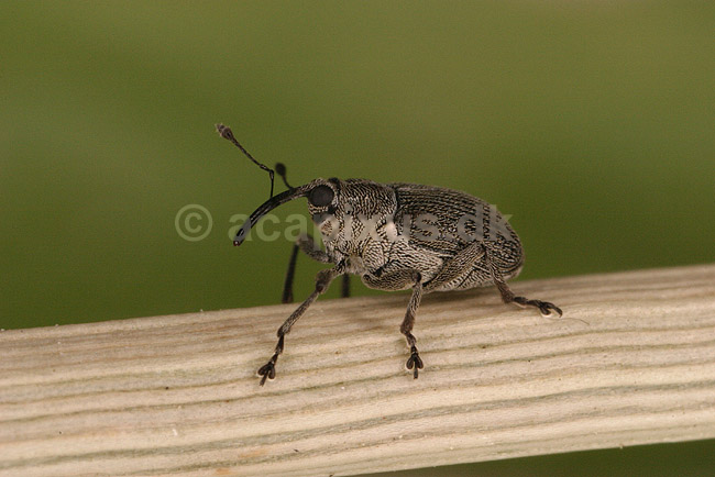 Snudebille; Curculio spac; F�rup; ; ; insekter; Snudebiller, Curculionidae, Biller, Coleoptera