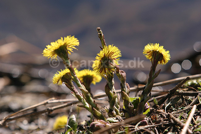 F�lfod. F�lfod i modlys ved bredden af Utterslev Mose; Tussilago farfara; Utterslev Mose; ; ; planter; Compositae, blomster, Kurveblomst-familien, Asteraceae, R�rhannede, Asteranae