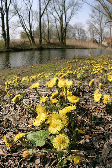 F�lfod. F�lfod p� bredden af Utterslev Mose; Tussilago farfara; Utterslev Mose; ; ; planter; Compositae, blomster, Kurveblomst-familien, Asteraceae, R�rhannede, Asteranae