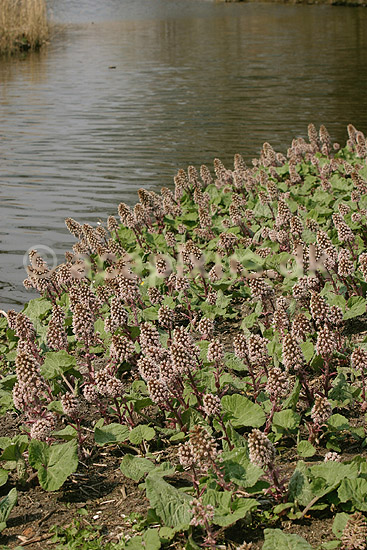 Hestehov. R�d hestehov p� bredden af Utterslev Mose; Petasites hybridus; Utterslev Mose; ; ; planter; Compositae, blomster, Kurveblomst-familien, Asteraceae, R�rhannede, Asteranae