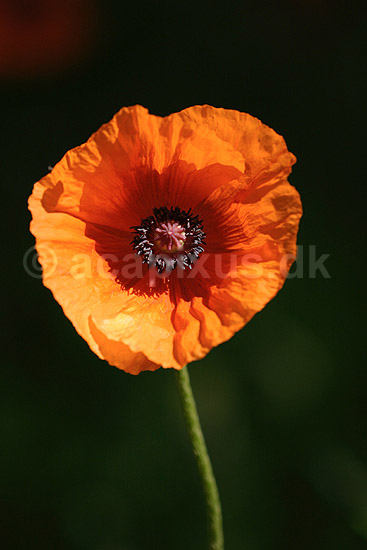 G�rdevalmue. Almindelig G�rde-Valmue; Papaver dubium; KVLs have; ; ; planter; Valmue-familien, Papaveraceae, Valmue-ordenen, Papaverales, blomster