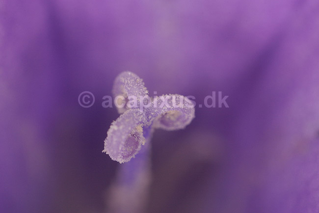 Klokkeblomst. St�vfang i klokkeblomst; Campanula spec; ; ; ; planter; Klokkefamilien, Campanulaceae, R�rhannede, Asteranae, blomster, formering, pollen