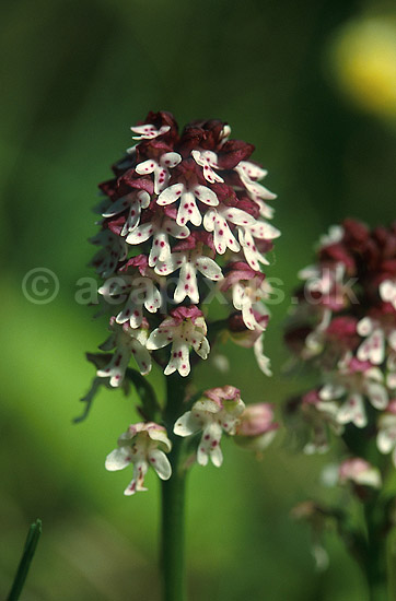 Bakkeg�geurt. Bakke-g�geurt p� �land; Orchis ustulata; �land; Sverige; ; planter; Orkid�-ordenen, Orchidales, Orkid�-familien, Orchidaceae, orkideer, g�geurter, g�geurtfamilien, blomster