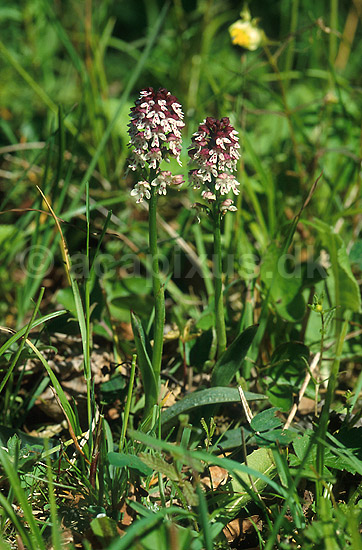 Bakkeg�geurt. Bakke-g�geurt p� �land; Orchis ustulata; �land; Sverige; ; planter; Orkid�-ordenen, Orchidales, Orkid�-familien, Orchidaceae, orkideer, g�geurter, g�geurtfamilien, blomster