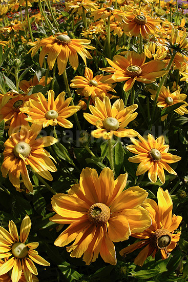 Solhat. Solhat - Prairie Sun; Rudbeckia hirta; KVL's have; ; ; planter; R�rhannede, Asteranae, Kurveblomst-familien, Asteraceae, Compositae, blomster, haveblomster