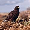  Buteo galapagoensis, Accipitridae San Salvador / Galapagos Equador Syd Amerika birds 