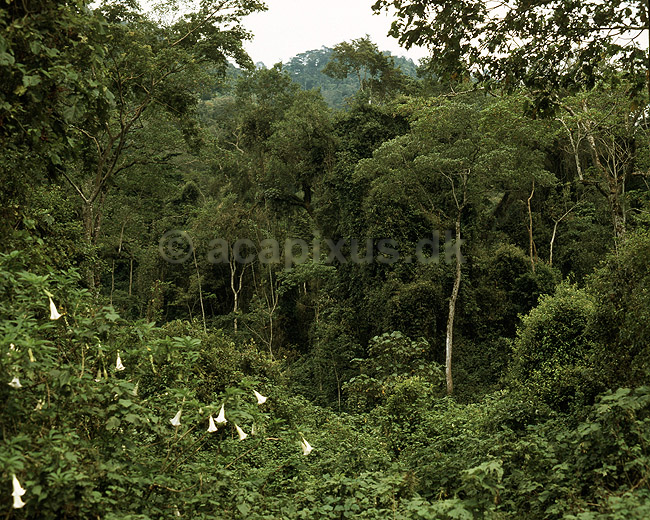 Regnskov. Regnskov i T�gebjergene i Bwindi NP i Uganda; ; Bwindi NP; Uganda; Afrika; ; landskaber, jungle, tropisk regnskov, blade, gr�n, klima, fotosyntese