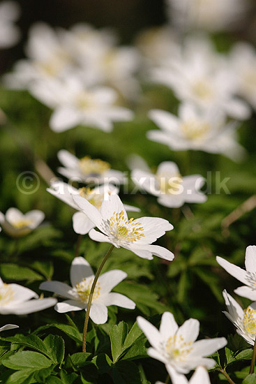 Anemoner. Hvid anemone; Anemone nemorosa; H�kens�s; Sverige; ; planter; Ranunkel-familien, Ranunculaceae, Ranunkel-ordenen, Ranunculales, blomster, for�r