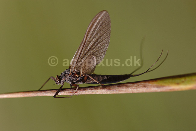 D�gnflue; Ephemeroptera; H�kens�s; Sverige; ; insekter; fluefiskeri, D�gnfluer, vandkvalitet