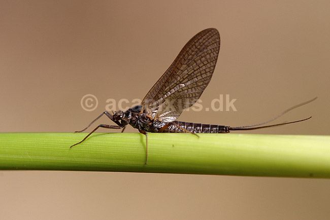 D�gnflue; Ephemeroptera; H�kens�s; Sverige; ; insekter; fluefiskeri, D�gnfluer, vandkvalitet