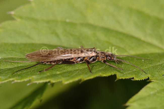 Sl�rvinge; Dinocras cephalotes; H�kens�s; Sverige; ; insekter; Sl�rvinger, Plecoptera, vandkvalitet