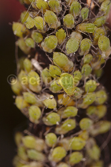 Fersken bladlus; Myzus persicae; ; ; ; insekter; Aphidoidea, skadedyr