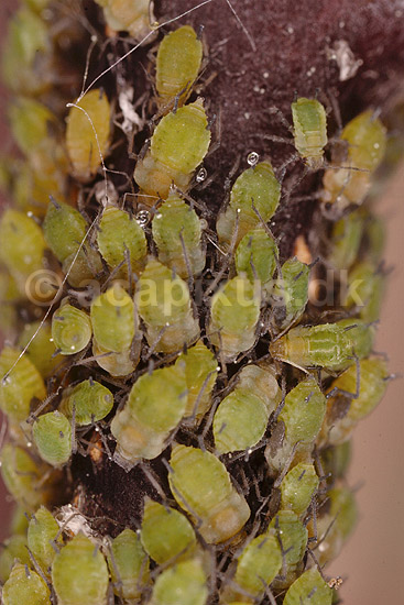 Fersken bladlus; Myzus persicae; ; ; ; insekter; Aphidoidea, skadedyr