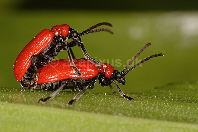 Liljebiller. Liljebiller under parring; Lilioceris lilii, Chrysomelidae; �lstykke / Sj�lland; Danmark; ; insekter; parring, sex, reproduktion