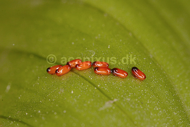 Liljebille�g. �g af liljebiller p� overfladen af blad af kongekrone; Lilioceris lilii, Chrysomelidae; �lstykke / Sj�lland; Danmark; ; insekter; parring, sex, reproduktion