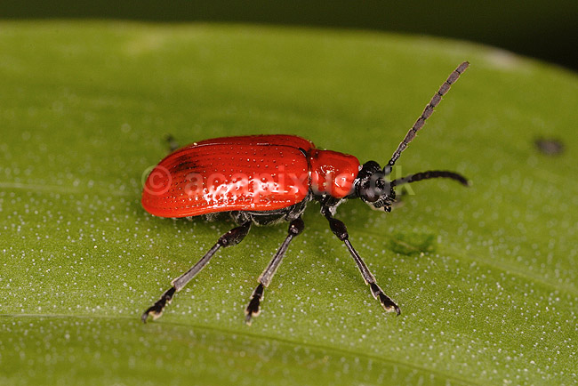 Liljebille; Lilioceris lilii, Chrysomelidae; �lstykke / Sj�lland; Danmark; ; insekter; biller