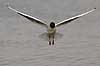  Larus ridibundus, Laridae Utterslev Mose / Sj�lland   birds 