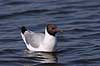  Larus ridibundus, Laridae Utterslev Mose / Sj�lland   birds 