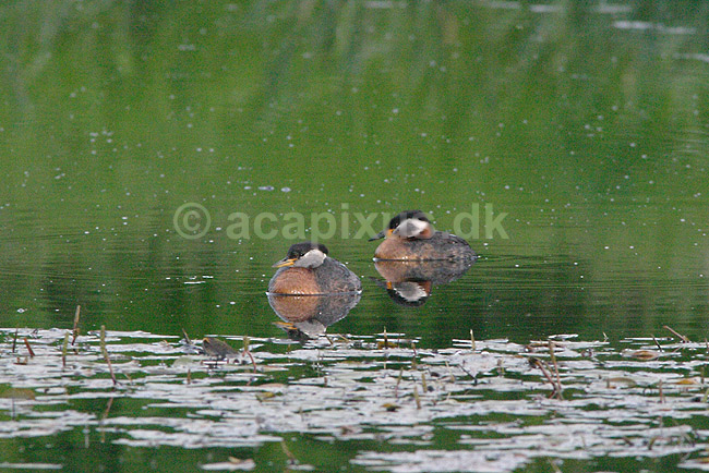 Lappedykker. Gr�strubet lappedykker; Podiceps griseigena; ; ; ; fugle; Lappedykkere, Podicipedidae, Podicipediformes