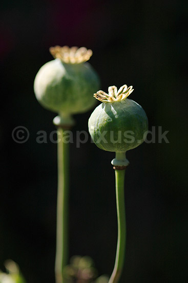 Valmue. Fr�kapsel af afblomstret valmue; Papaver somniferum; ; ; ; planter; blomster, birkes, Papaveraceae, Papaverales, valmuer