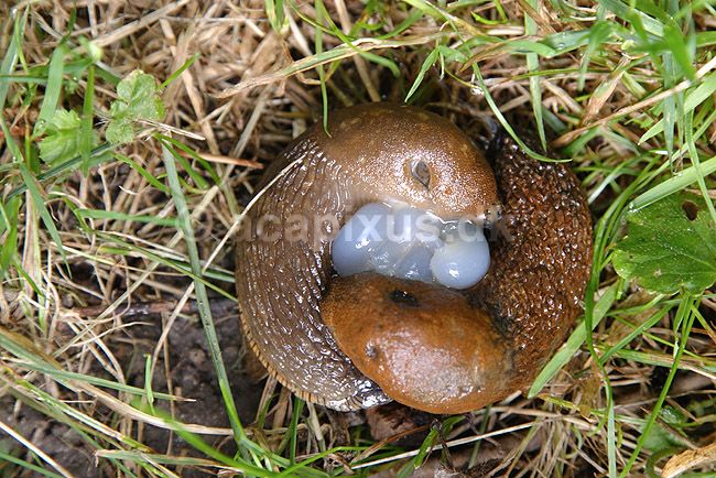 Dr�bersnegle. Dr�bersnegle under parring, Iberiske skovsnegle, Spanske skovsnegle; Arion lusitanicus; Tisvilde; Danmark; ; bl�ddyr; Mollusca, Lungesnegle, Pulmonata, Spanish slug, Lusitanian slug, M�rdarsnigel, hermafroditter