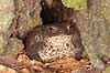 Skrubtudse. Skrubtudse sidder i skjul i tr�stamme Bufo bufo B�llemosen   padder Springpadder, Anura,  Amphibia, Skrubtudser, Common toad,  tudse, tudser, padde, bufonidae, padde, vanlig padda, 