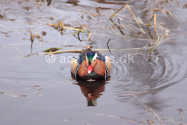 Mandarinand; Aix galericulata; Nordjylland / Svenstup; ; ; fugle; Egentlige andefugle, Anatidae, Anseriformes, Mandarin�nder