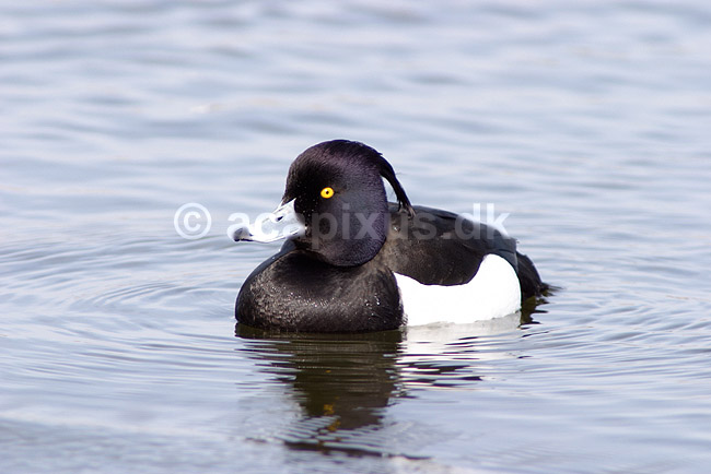 Troldand; Aythya fuligula; Utterslev Mose / Sj�lland; ; ; fugle; Egentlige andefugle, Anatidae, Anseriformes, Trold�nder, toppand, dimma