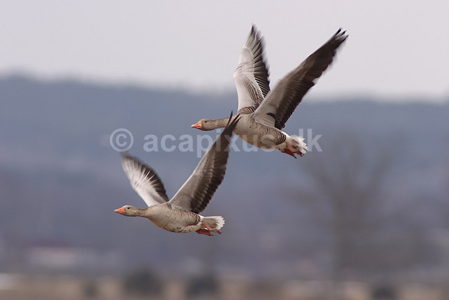 Gr�g�s. Gr�g�s flyver over engen ved Hornborgasj�n; Anser anser; Hornborgasj�n; Sverige; ; fugle; Egentlige andefugle, Anatidae, Anseriformes, g�s, g�s, flyvning, fugleflugt