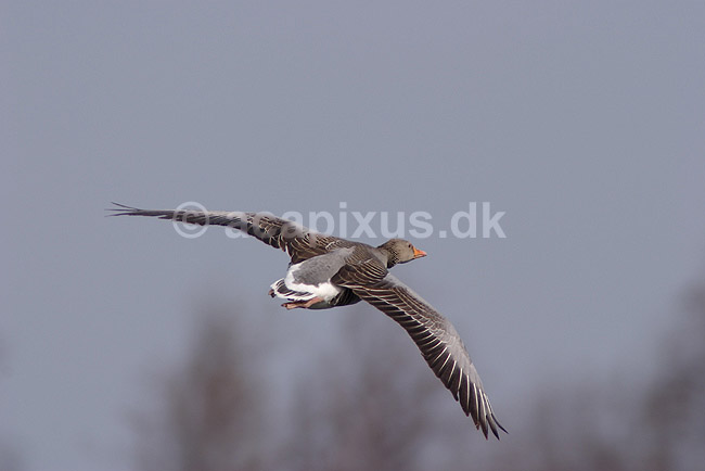 Gr�g�s. Gr�g�s flyver over engen ved Hornborgasj�n; Anser anser; Hornborgasj�n; Sverige; ; fugle; Egentlige andefugle, Anatidae, Anseriformes, g�s, g�s, flyvning, fugleflugt